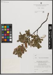 Foto von Salix waldsteiniana Willd.